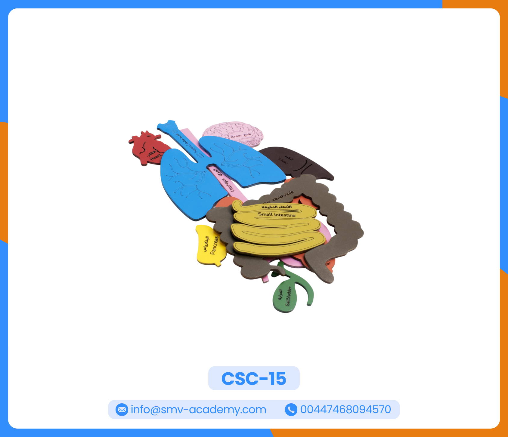 أعضاء جسم الانسان